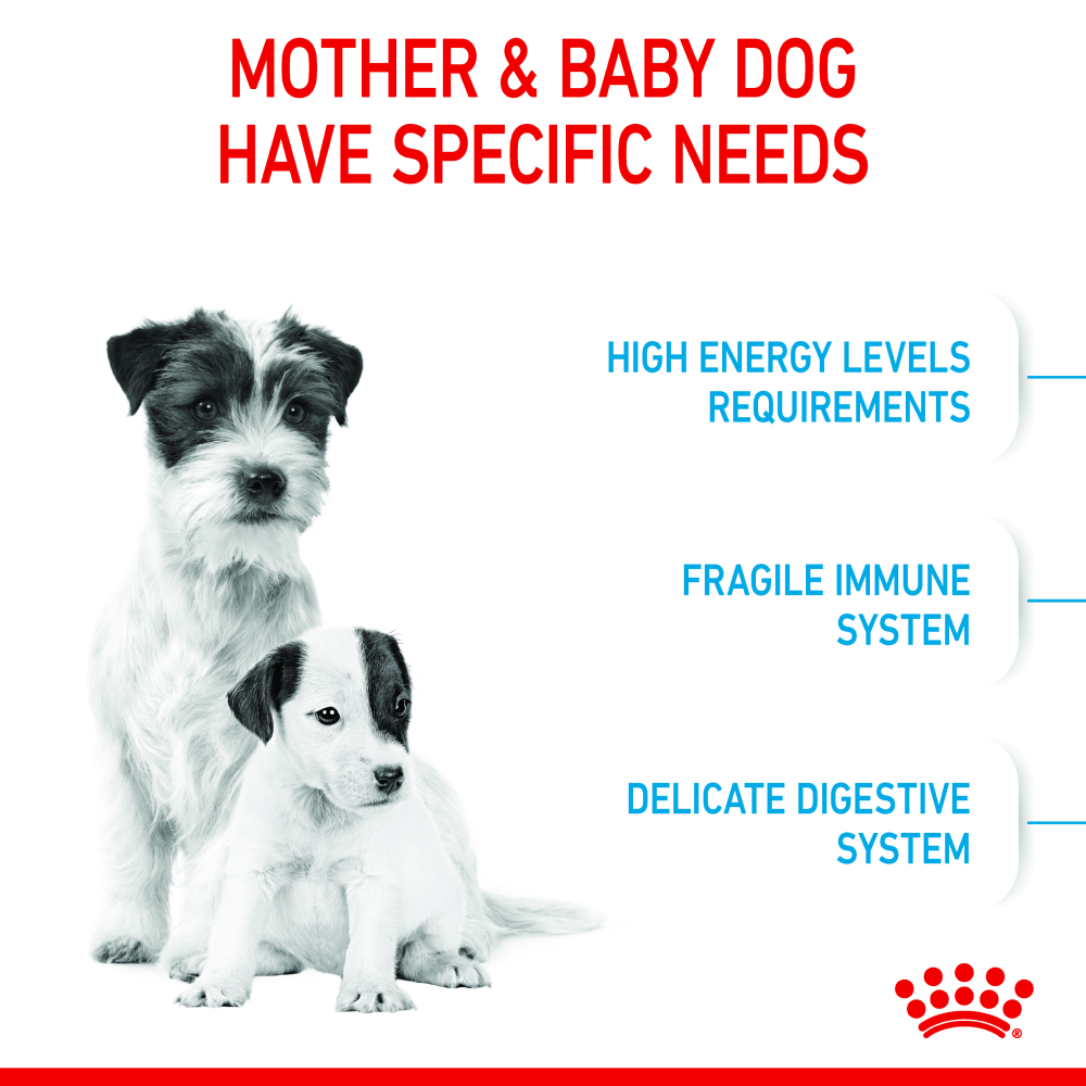 Royal Canin Mini Starter for Small Breed Dogs and Puppies Dry Food Dogs- Dry Food Royal Canin