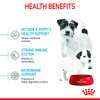 Royal Canin Mini Starter for Small Breed Dogs and Puppies Dry Food Dogs- Dry Food Royal Canin