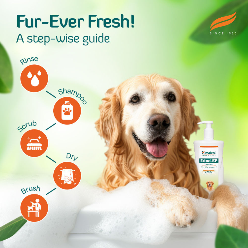 Himalaya Erina EP Tick & Flea Shampoo with Drools Absolute Calcium Supplement Tablets Dog Combo Exclusive Combo Exclusive Combo