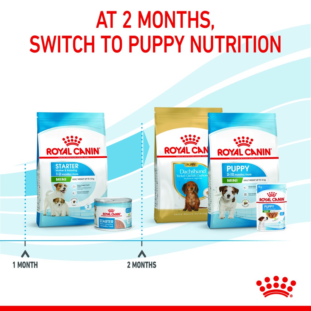 Royal Canin Mini Starter for Small Breed Dogs and Puppies Dry Food Dogs- Dry Food Royal Canin