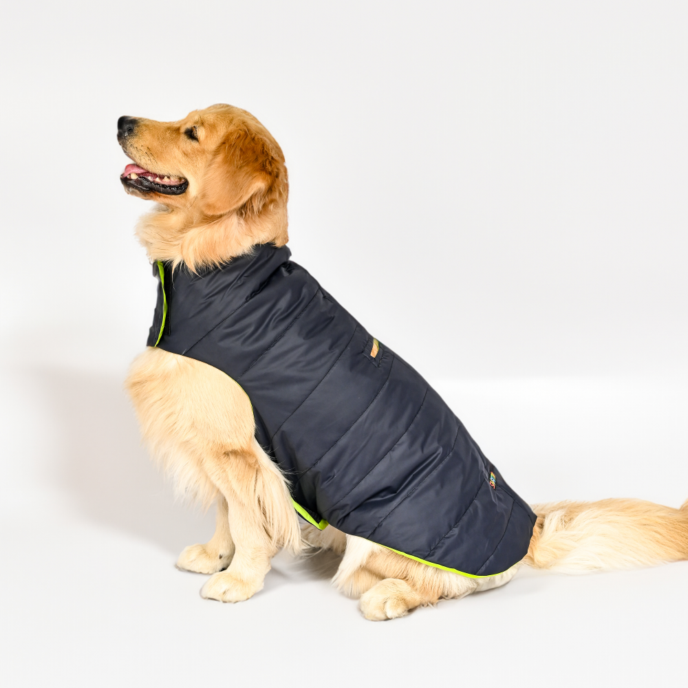 Buy SKATRS Adjustable Blue Dog Puffer Jacket Online in India Supertails