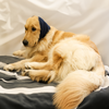 Skatrs Sound Protection Ear Muffs for Dogs and Cats (Blue) Both-Clothing & Accessories Skatrs