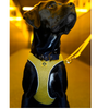 Hunter Hilo Comfort BVB Harness for Dogs (Yellow) Dogs-Collar, Leashes, harnesses Hunter Dropship