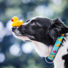 Max and Molly Ducklings Smart ID Collar for Dogs (Light Blue) Dogs-Collar, Leashes, harnesses Max & Molly Dropship