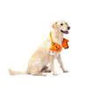 Skatrs Bootiful Pumpkin Plus Toy for Dogs and Cats Both-Toys Skatrs