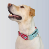 Dogobow Aztec Martingale Collar for Dogs (Teal Pink) (Get a Bow Free) Dogs-Collar, Leashes, harnesses Dogobow Dropship