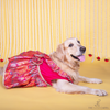 The Papaw Cartel Banarasi Brocade Festive Dress with Bow for Dogs & Cats (Multicolor) Both-Clothing & Accessories The Papaw Cartel Dropship
