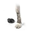Protex PawZ Disposable and Reusable Boots for Dogs (Black) Dogs-Clothing & Accessories PawZ