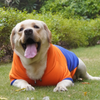 Pawgypets Stripe Hoodie Sweatshirt for Dogs and Cats (Orange/Blue) Both-Clothing & Accessories Pawgypets Dropship