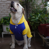 Pawgypets Stripe Hoodie Sweatshirt for Dogs and Cats (Minion Yellow) Both-Clothing & Accessories Pawgypets Dropship