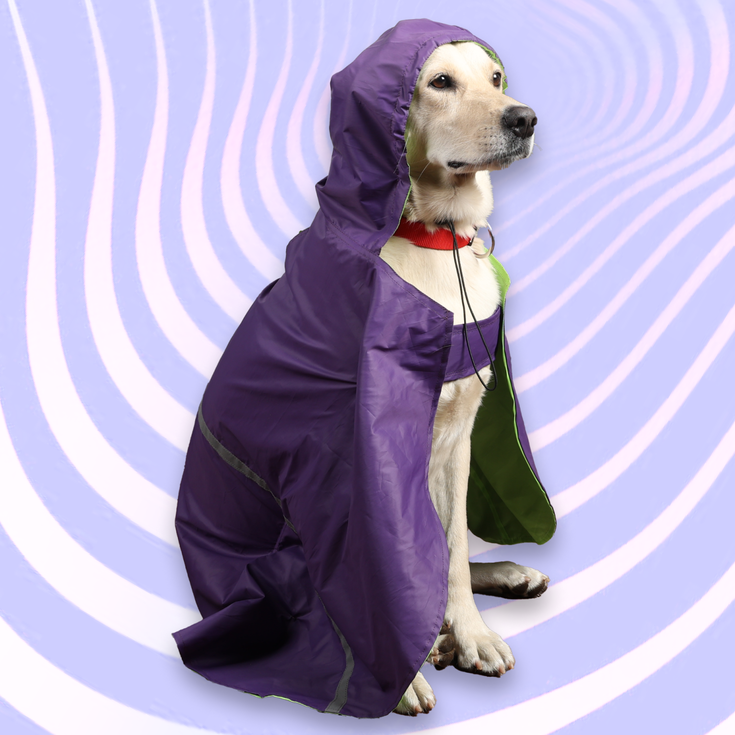 Raincoat for large dogs sales