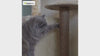 Skatrs Kitty Kastle Multi Level Cat Tree with Condo, Scratching Post, Platform and Ladder Toy (Grey) Cats-Toys Skatrs