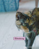 Kennel Kitchen Creameroo Crab with Mackerel Creamy Cat Treats Cats-Treats & Others Kennel Kitchen