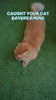 Bark Out Loud by Vivaldis Pillows for Sensitive Gut Cat Treats Cats-Treats & Others Bark Out Loud