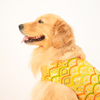 Skatrs Festive Sequence Embroidered Lehenga for Cats and Dogs (Yellow) Both-Clothing & Accessories Skatrs