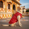 Skatrs Festive Mirror Sherwani for Cats and Dogs (Red) Both-Clothing & Accessories Skatrs M