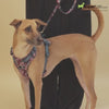 Truelove Harness with Reflective Fabric for Dogs (Gray) Dogs-Collar, Leashes, harnesses True Love