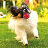GiGwi Ball Squeaker Toy for Dogs (Pack of 2) Dogs-Toys GiGwi