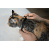 Cheerble Amusing Collar for Cats Cats-Toys Cheerble