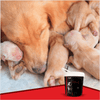 Drools Focus Pup Booster Puppy Weaning Diet for All Breeds (300g) Dogs- Dry Food Drools Focus