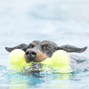 Kong Air Dog Bone Toy For Dogs Dogs-Toys Kong