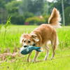 Kong CuteSeas Whale Dog Toy for Dogs Dogs-Toys Kong