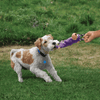 Kong Tugger Knots Moose Toy for Dogs Dogs-Toys Kong