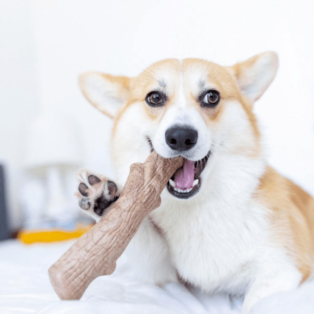 Outward Hound Dogwood Durable Stick for Dogs | For Aggressive Chewers