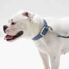 Furry & Co Weatherproof Collar for Dogs (Indigo Blue) Dogs-Collar, Leashes, harnesses Furry & Co