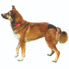 Trixie Washable Protective Pants for Dogs Dogs-Health & Wellness Trixie