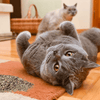 Basil Catnip in a Jar for Cats Cats-Toys Basil
