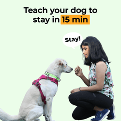 Basic Dog Commands - Stay