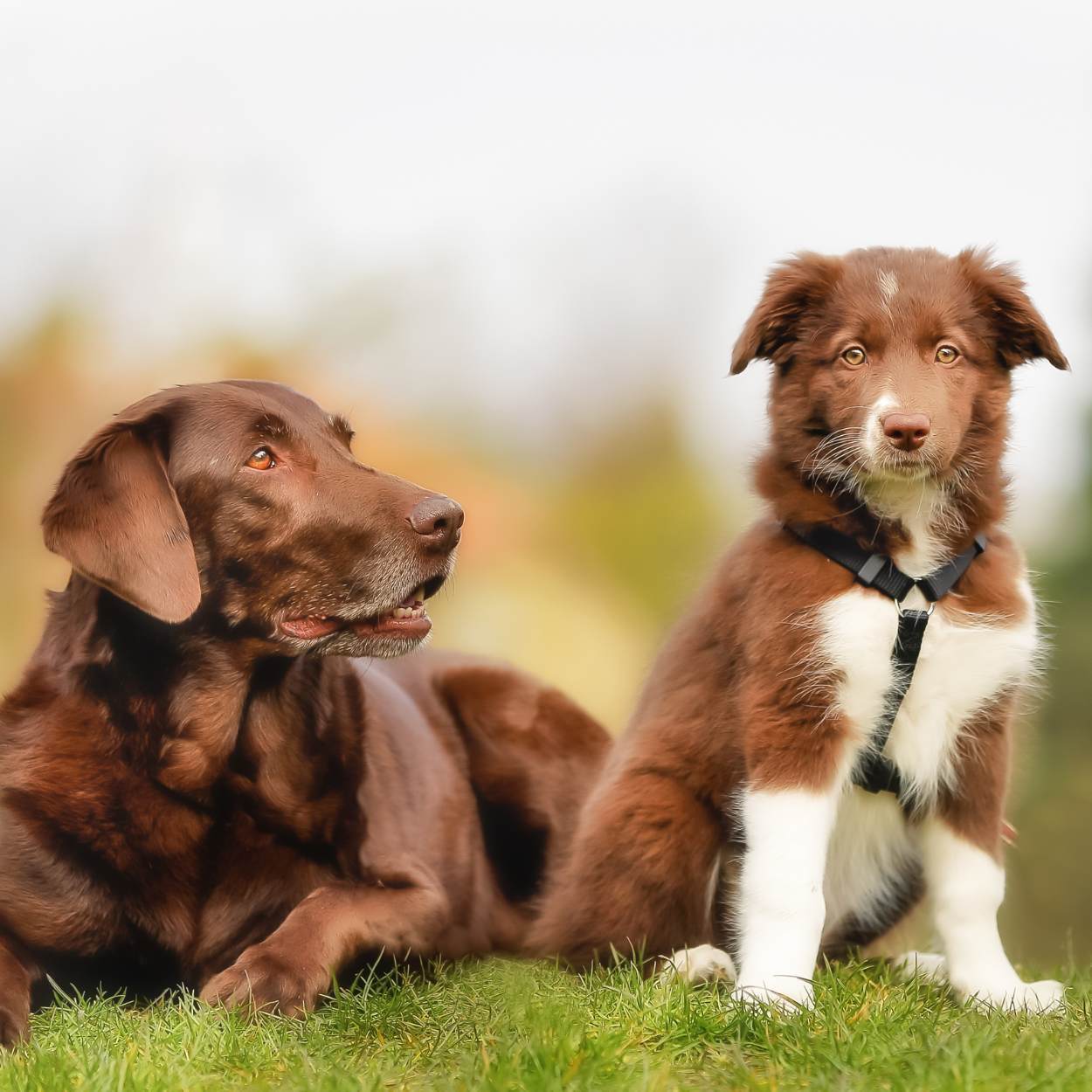 A puppy with an adult dog