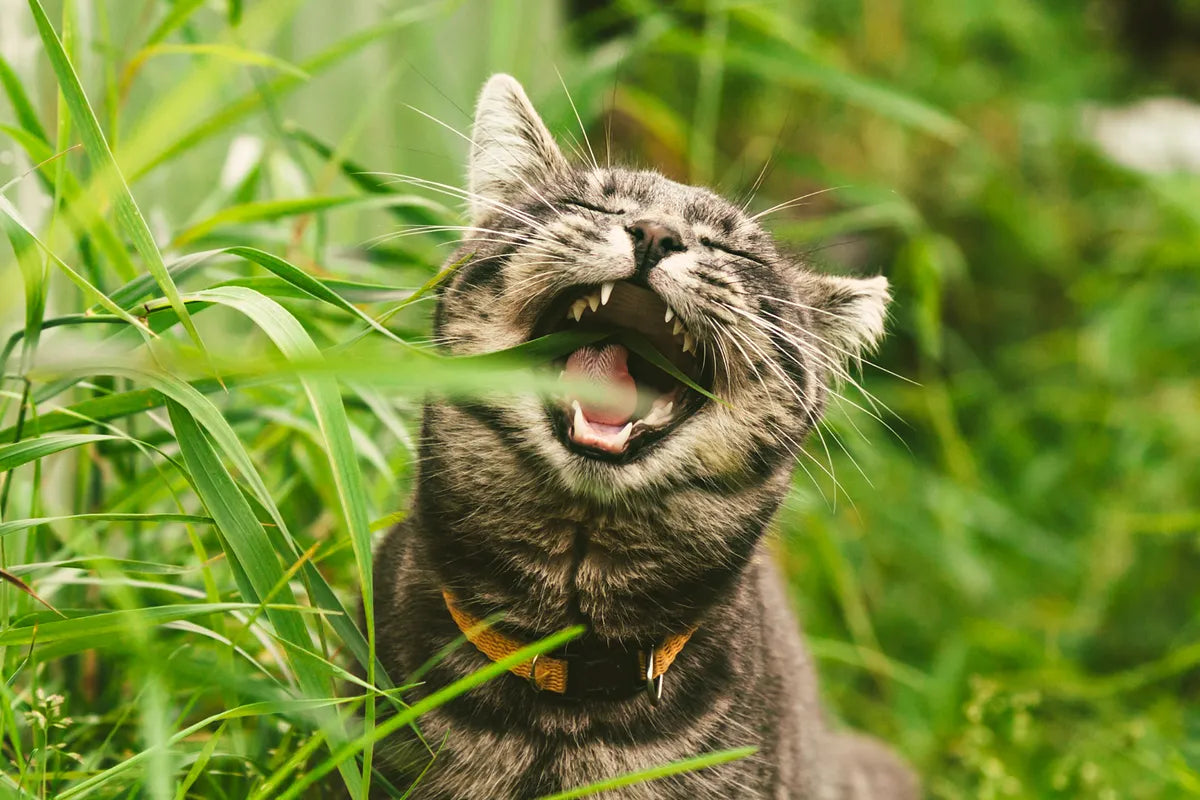 Parasites Don’t Wait! Keep Your Cat Safe from Fleas, Ticks & Worms