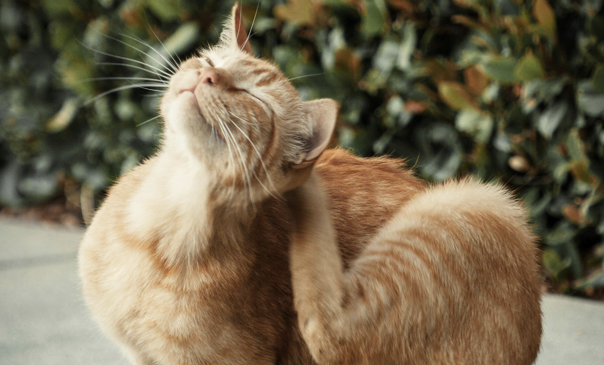 Is Your Cat Scratching Too Much? Here’s What You Need to Know