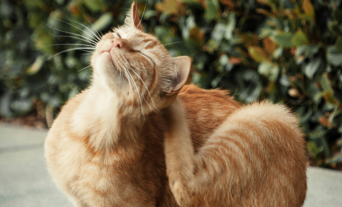Is Your Cat Scratching Too Much? Here’s What You Need to Know