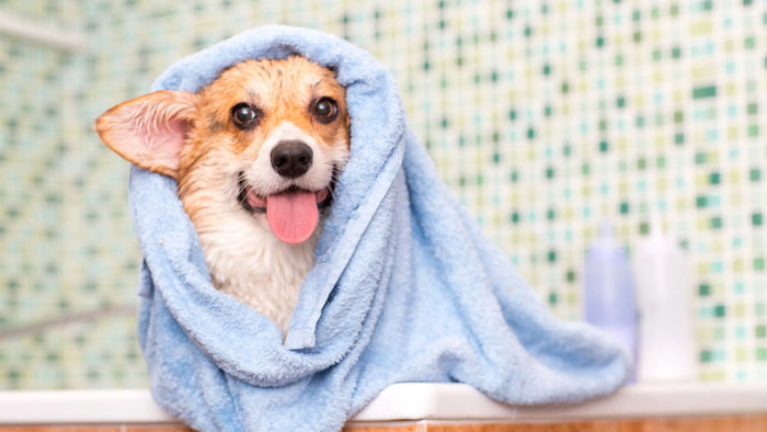 GroomingMadeEasy: Pampering Your Pup with At-Home Care