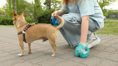 Worried About Blood in Your Dog’s Poop? Here's What You Need to Know