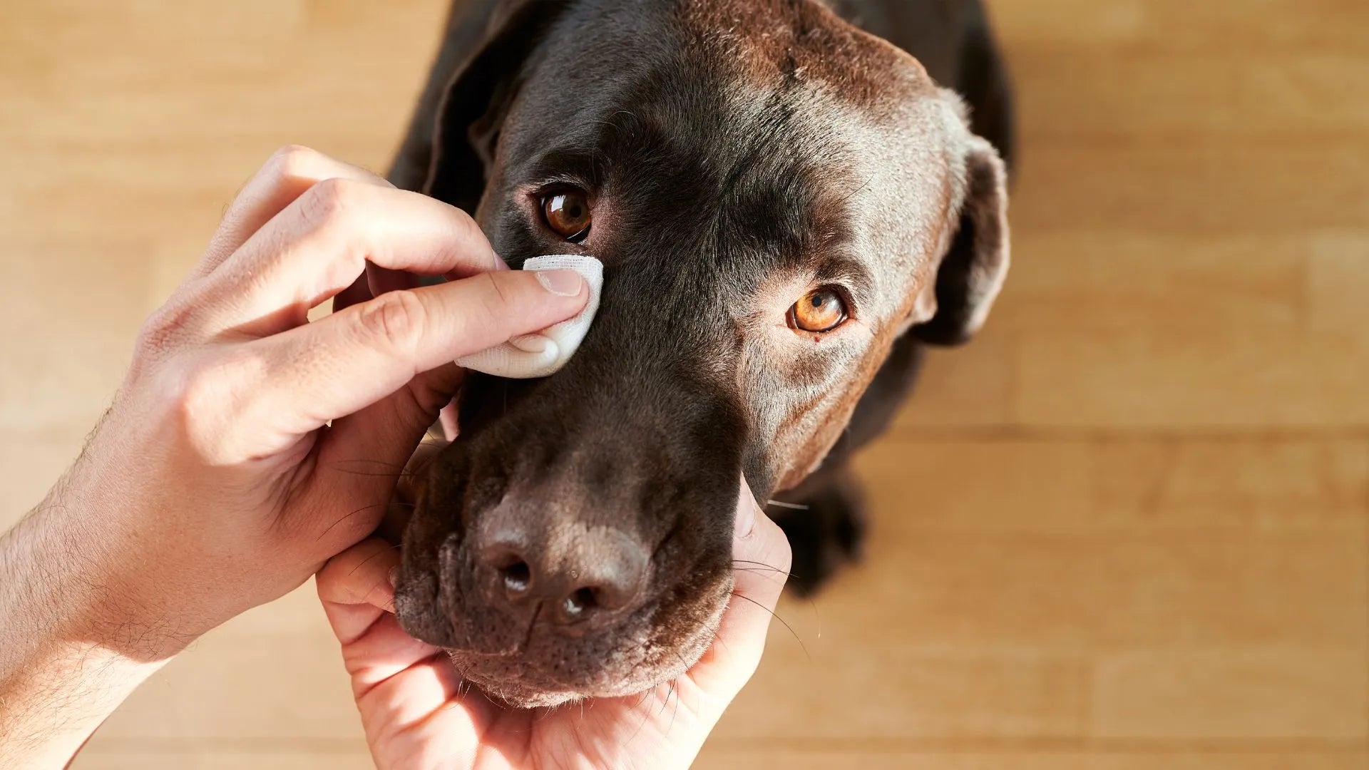 Canine Eye Health: Identifying Problems and Maintaining Bright, Healthy Eyes