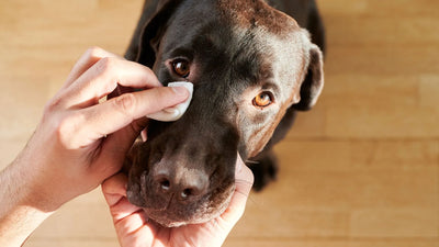 Your Dog’s Eyes: How to Spot Issues and Keep Them Bright and Healthy