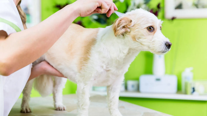 Dog Scratching Non-Stop? Spot & Treat Lice Fast!