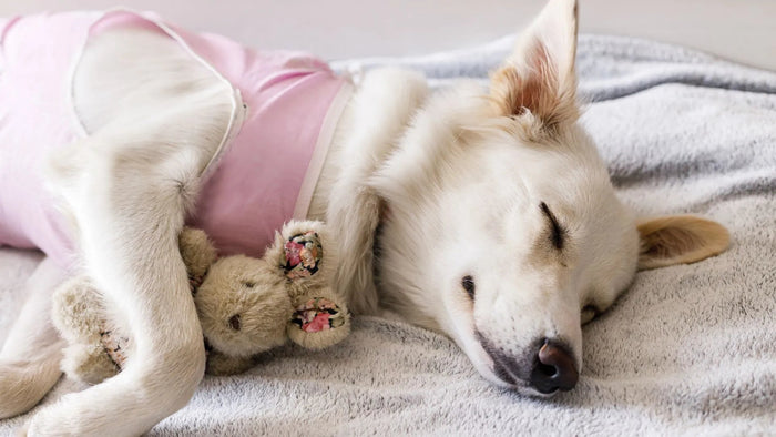 Dog Sterilization: Ensuring Health, Happiness, and Love for Your Furry Companion