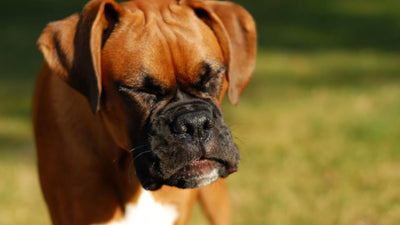 Why Does My Dog Reverse Sneeze? What You Need to Know to Keep Your Pup Calm