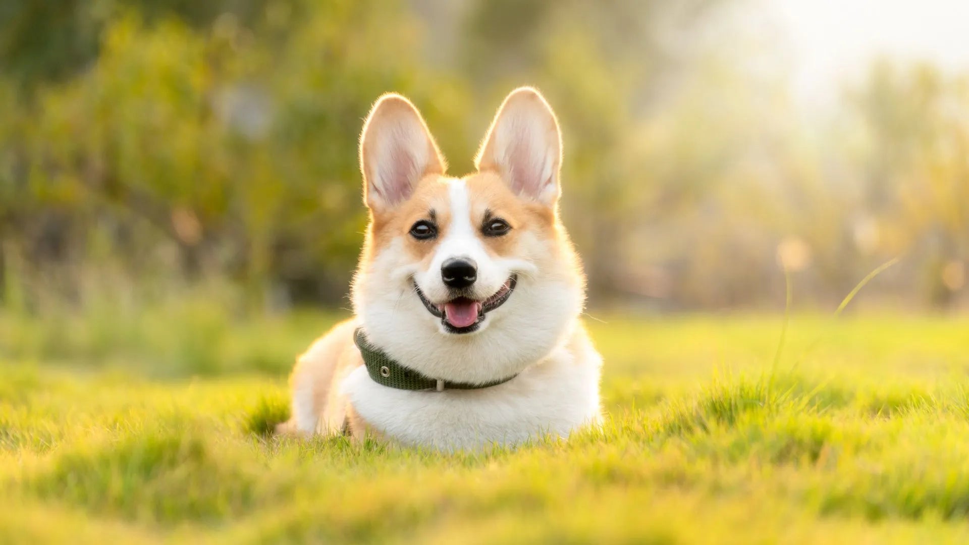 Unleashing the Benefits of Salmon Oil: Essential Insights for Your Dog's Health