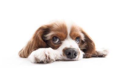 Is Your Dog Showing These Subtle Cancer Signs? What Every Pet Parent Should Watch For