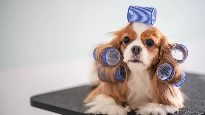 Effortless Dog Grooming Secrets for a Delighted and Chic Pup