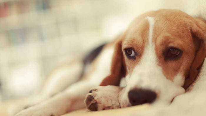 Parvovirus Warning Signs: Spot Symptoms in Your Dog