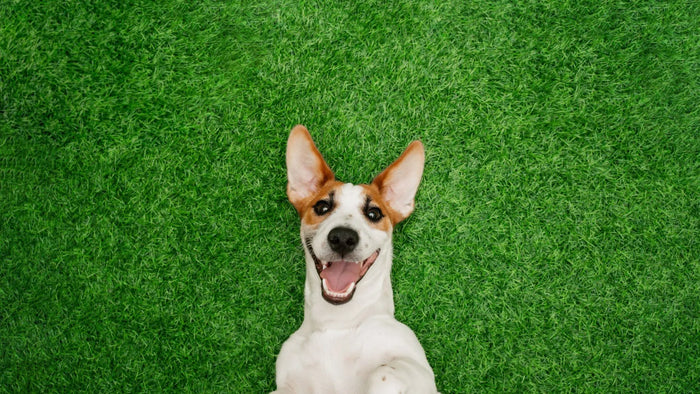 Canine Grass Snacking: Understanding a Curious Behavior