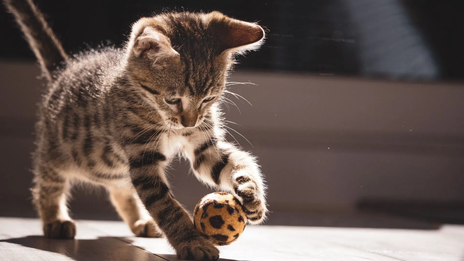 Essential Tips for New Cat Owners: Preparing to Welcome a Feline Friend