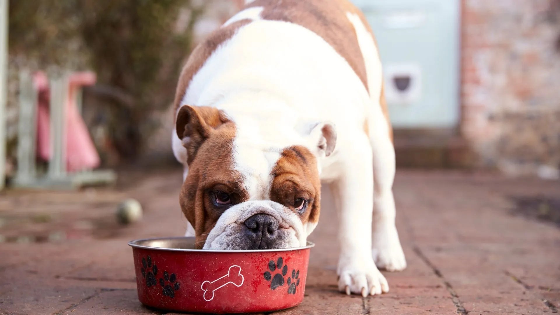 Choosing the Best Diet for Your Dog: Essential Facts About Grain-Free Dog Food